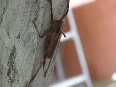 Ancistrocercus circumdatus