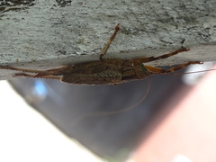 Ancistrocercus circumdatus