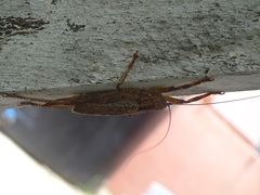 Ancistrocercus circumdatus