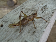 Ancistrocercus circumdatus