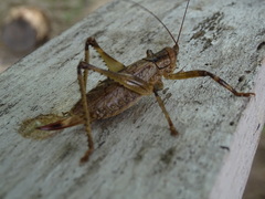Ancistrocercus circumdatus