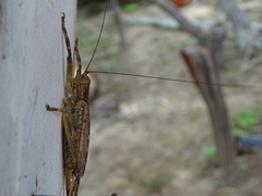 Ancistrocercus circumdatus