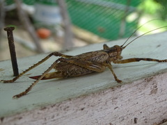 Ancistrocercus circumdatus