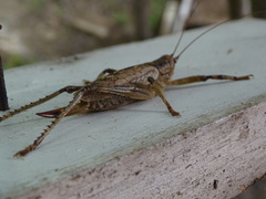 Ancistrocercus circumdatus