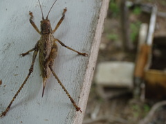 Ancistrocercus circumdatus