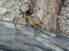 Ancistrocercus circumdatus