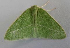 Synchlora pectinaria