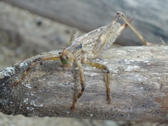 Ancistrocercus circumdatus