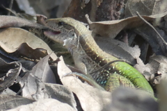 Ameiva ameiva