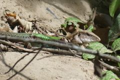 Ameiva ameiva