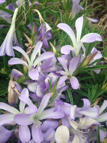 Barleria hirta image