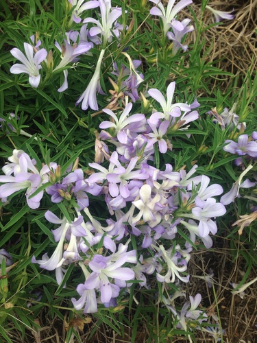 Barleria hirta image