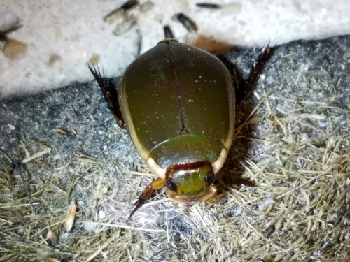 Fringed Diving Beetle photo 3