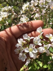 Cardamine bulbosa