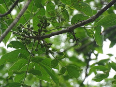 Bursera longipes