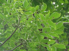 Bursera longipes