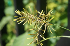 Cyperus microiria