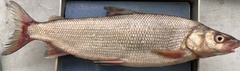 Coregonus clupeaformis