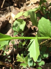 Cardamine bulbosa