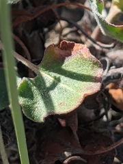 Eriogonum arizonicum