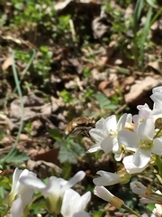 Cardamine bulbosa