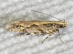 Aristotelia rubidella