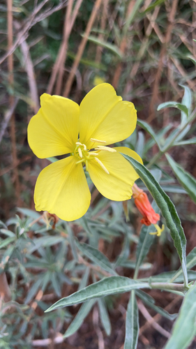 iNaturalist observation photo of tall evening primrose