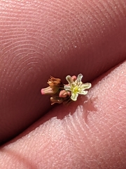 Eriogonum arizonicum