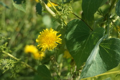 Taraxacum mongolicum