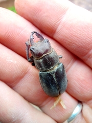 Lucanus ibericus
