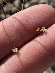 Eriogonum arizonicum
