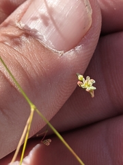 Eriogonum arizonicum