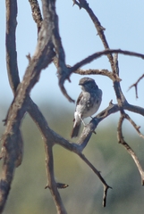 Melanodryas cucullata