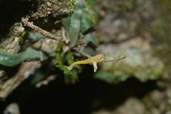 Taeniophyllum