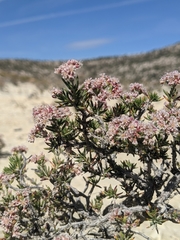 Eriogonum ericifolium