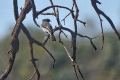 Melanodryas cucullata