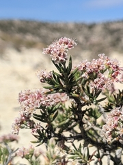 Eriogonum ericifolium