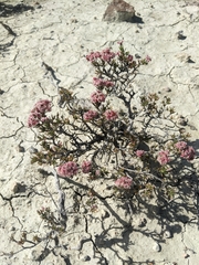 Eriogonum ericifolium