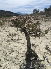 Eriogonum ericifolium