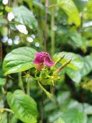 Laubertia contorta
