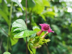 Laubertia contorta
