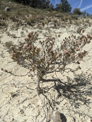 Eriogonum ericifolium