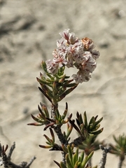 Eriogonum ericifolium