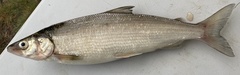 Coregonus artedi