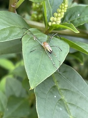 Leucauge