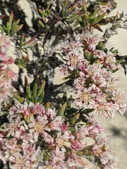 Eriogonum ericifolium