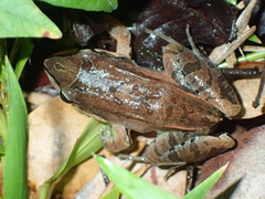 Leptodactylus rhodonotus