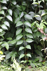 Banisteriopsis caapi