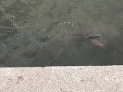 Cyprinus carpio