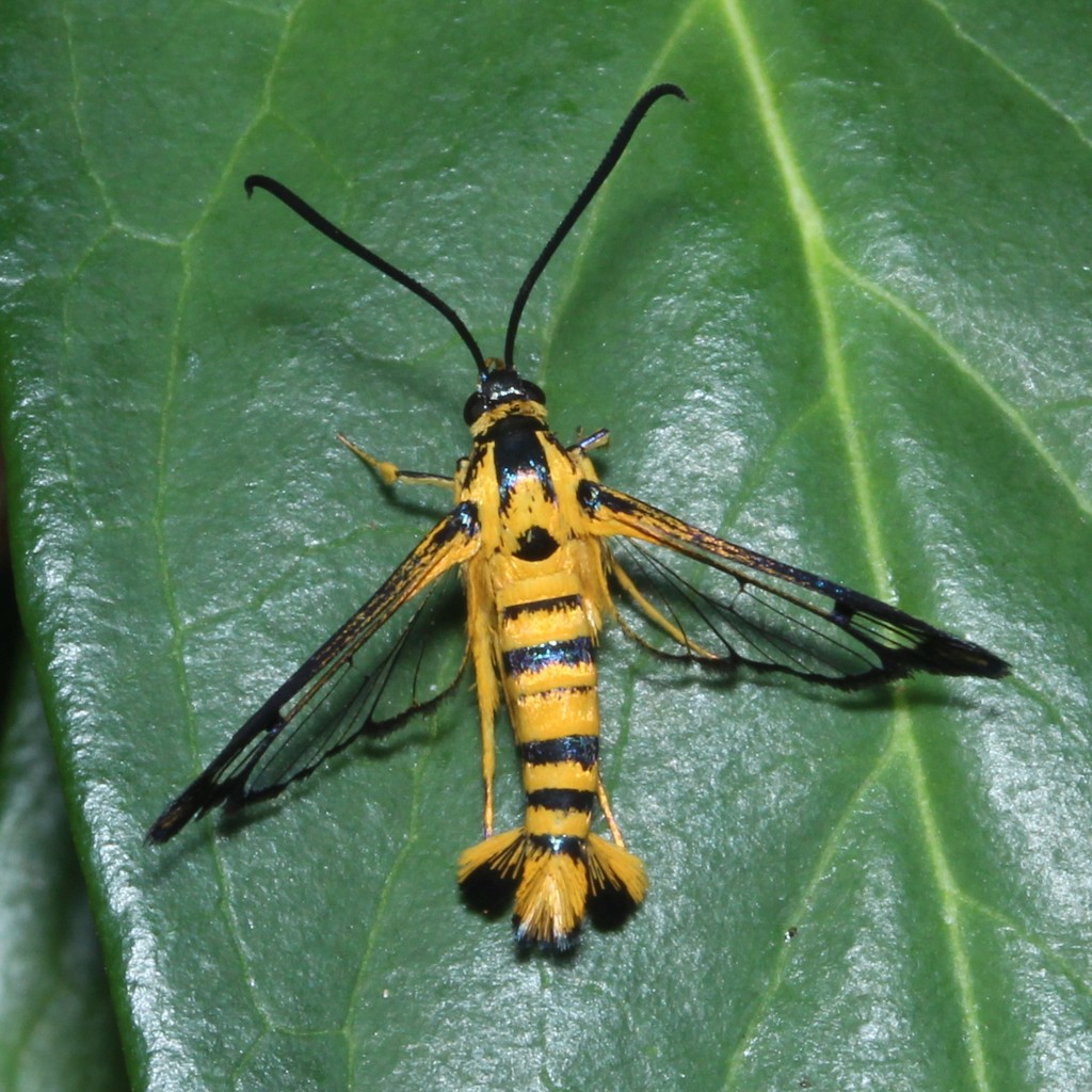 Paranthrenella